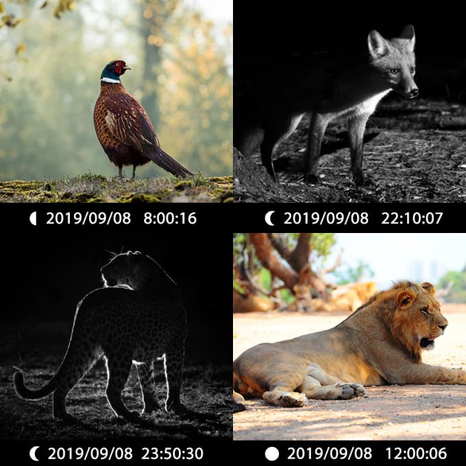 Cámara de caza infrarroja 30MP1080P Cámaras de juego de doble lente para trampas de vida silvestre al aire libre Cámara IR a prueba de agua 940nm 6