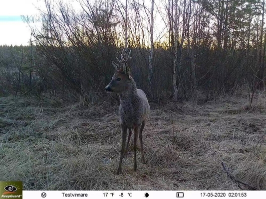 4G cámara de búsqueda de caza KW895 con APP 2K FHD Video 30MP de imagen impermeable IP67 hasta 512GB de almacenamiento para la investigación de la vida silvestre