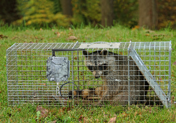 Cámaras de caza HD inalámbricas