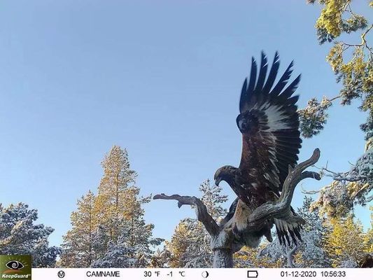 Cámara de rastreo 4G a prueba de agua IP65