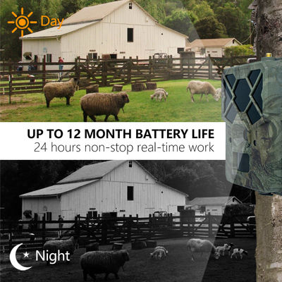 Experimenta un rendimiento inigualable con la cámara 4G Trail La solución perfecta para el monitoreo de la vida silvestre