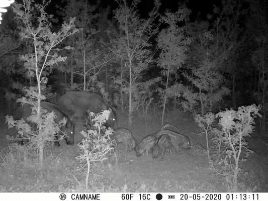 Cámara de caza IP67 sin brillo con soporte para micro lente de 450 mm y cámaras de caza HD con intervalo de 1s-60m