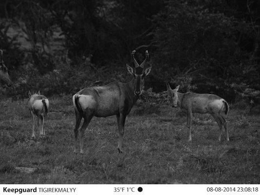 Cámara llena del rastro de la visión nocturna de la cámara de los juegos de HD 1080P 12MP Stealth Cam Hunting