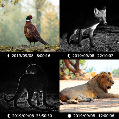 foto llena y FCC video ROHS de la cámara de la Caliente-venta de la lente dual rápida animal HD del disparador del CE que cazan la cámara del rastro